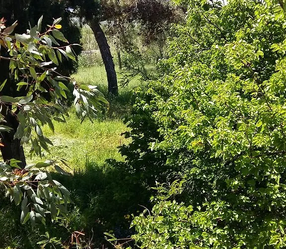 Naxos Olive & Διαμέρισμα Εγκαρές