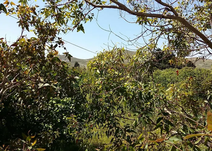 Διαμέρισμα Naxos Olive &