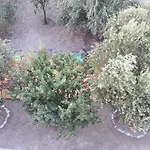 Naxos Olive & *