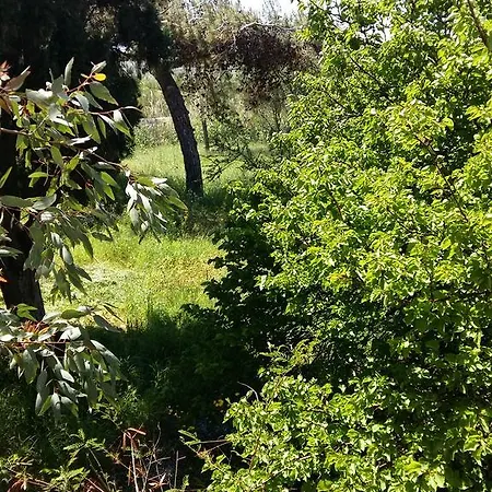 Naxos Olive & Appartement Engaraí