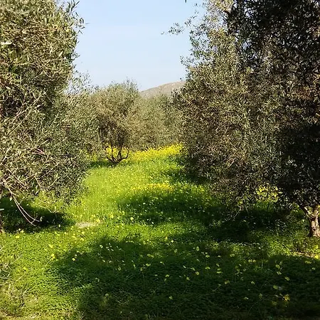Naxos Olive & Apartment *