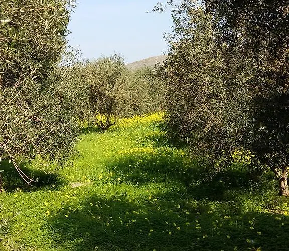 Naxos Olive & Апартаменты *